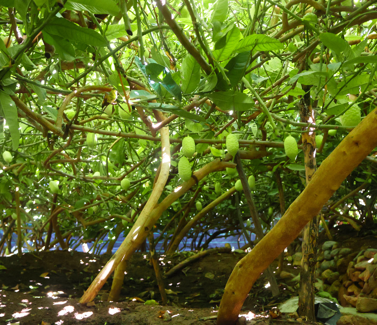Rabbinical delegation and agricultural inspection in Morocco