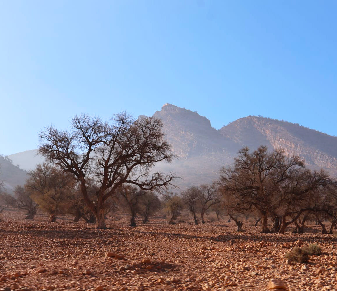 Rabbinical delegation and agricultural inspection in Morocco