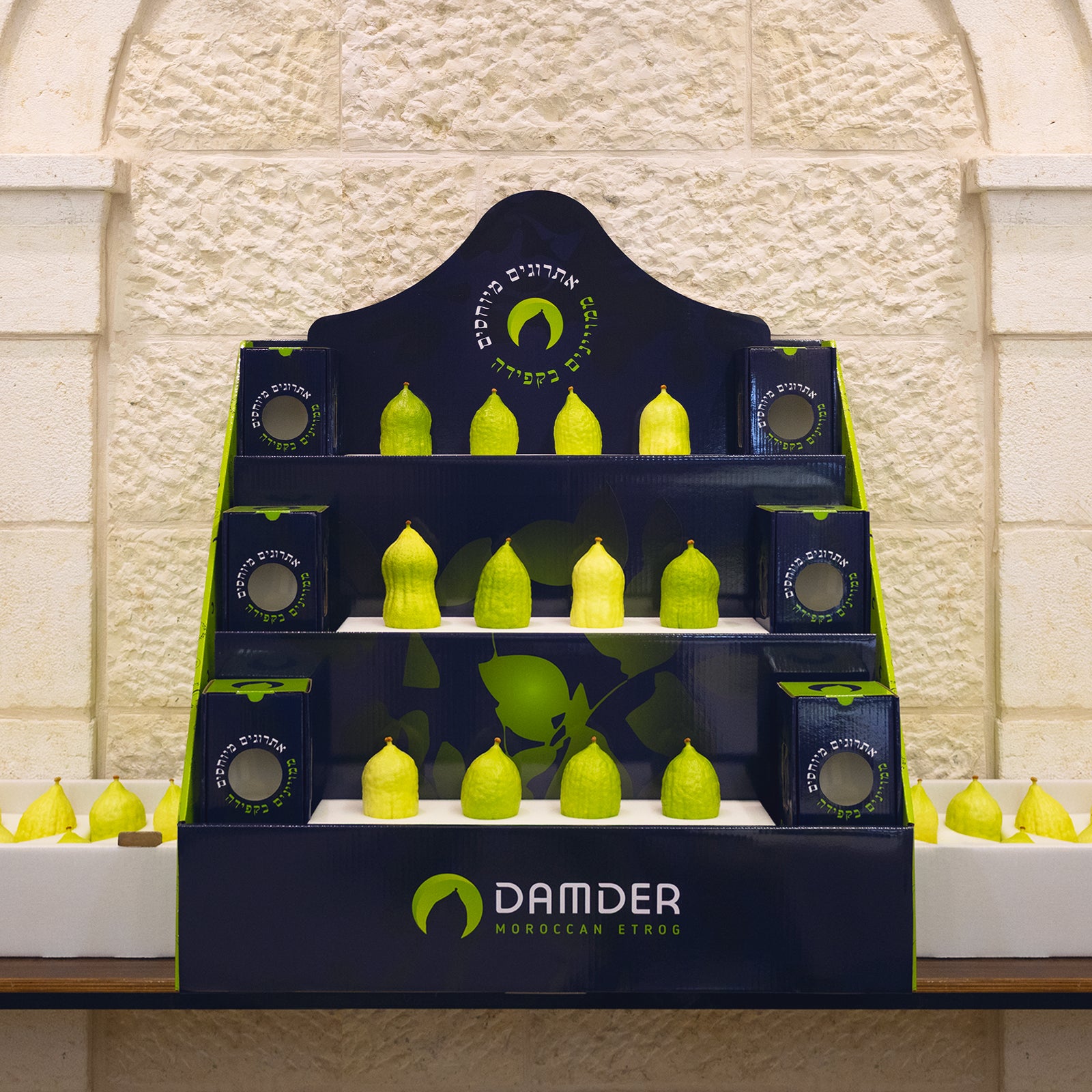 A Moroccan etrog orchard in the Atlas Mountains