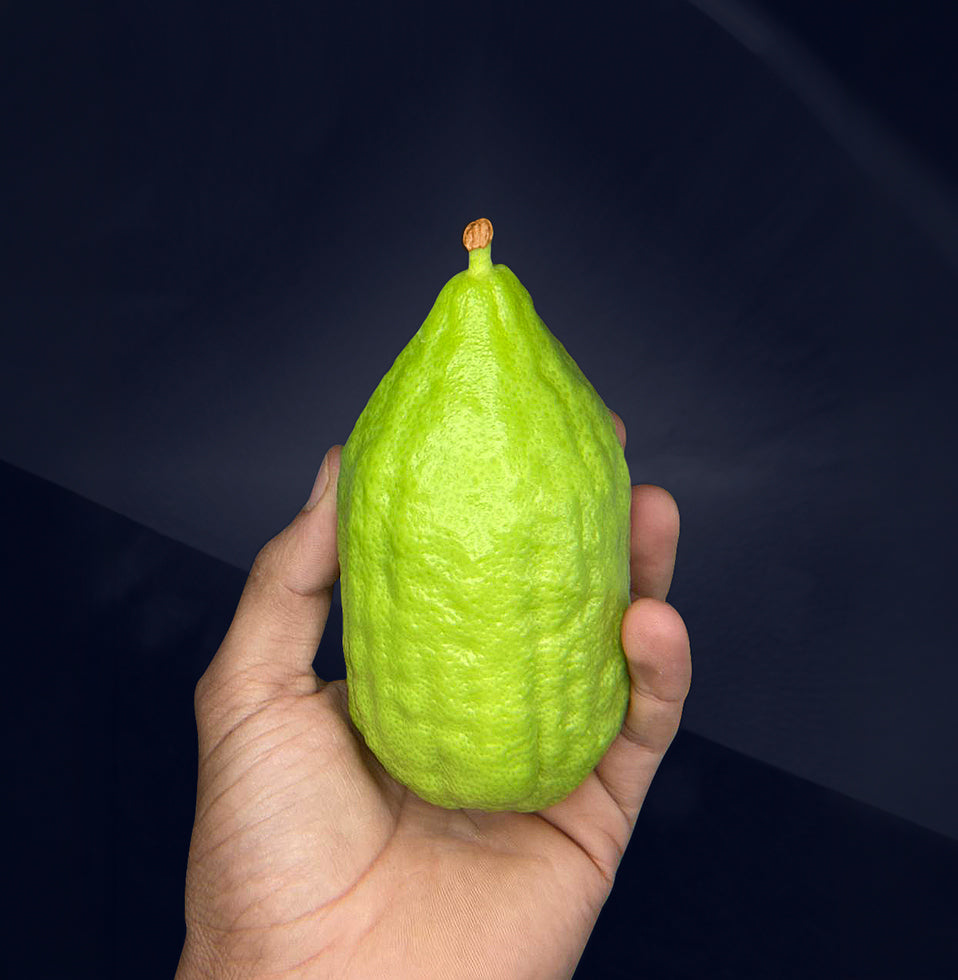 Etrog inspection
