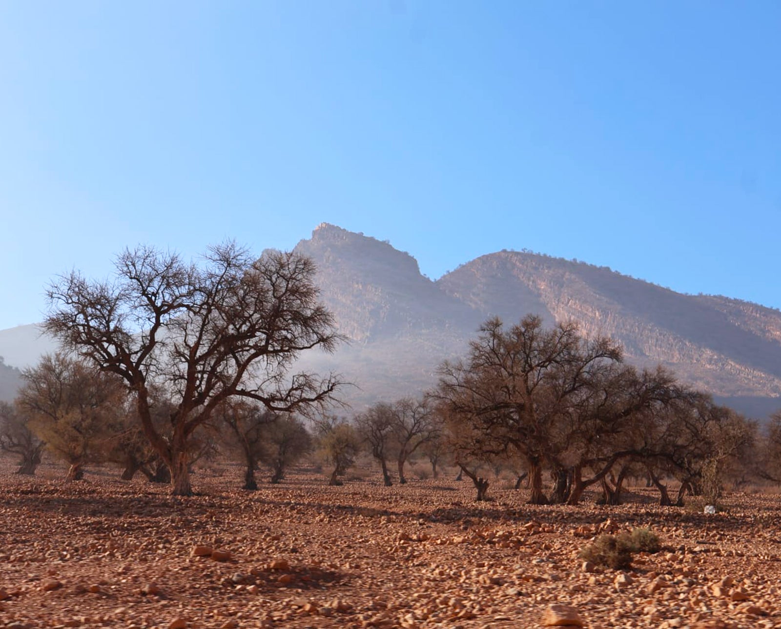 A grower selecting an etrog in the Moroccan orchard