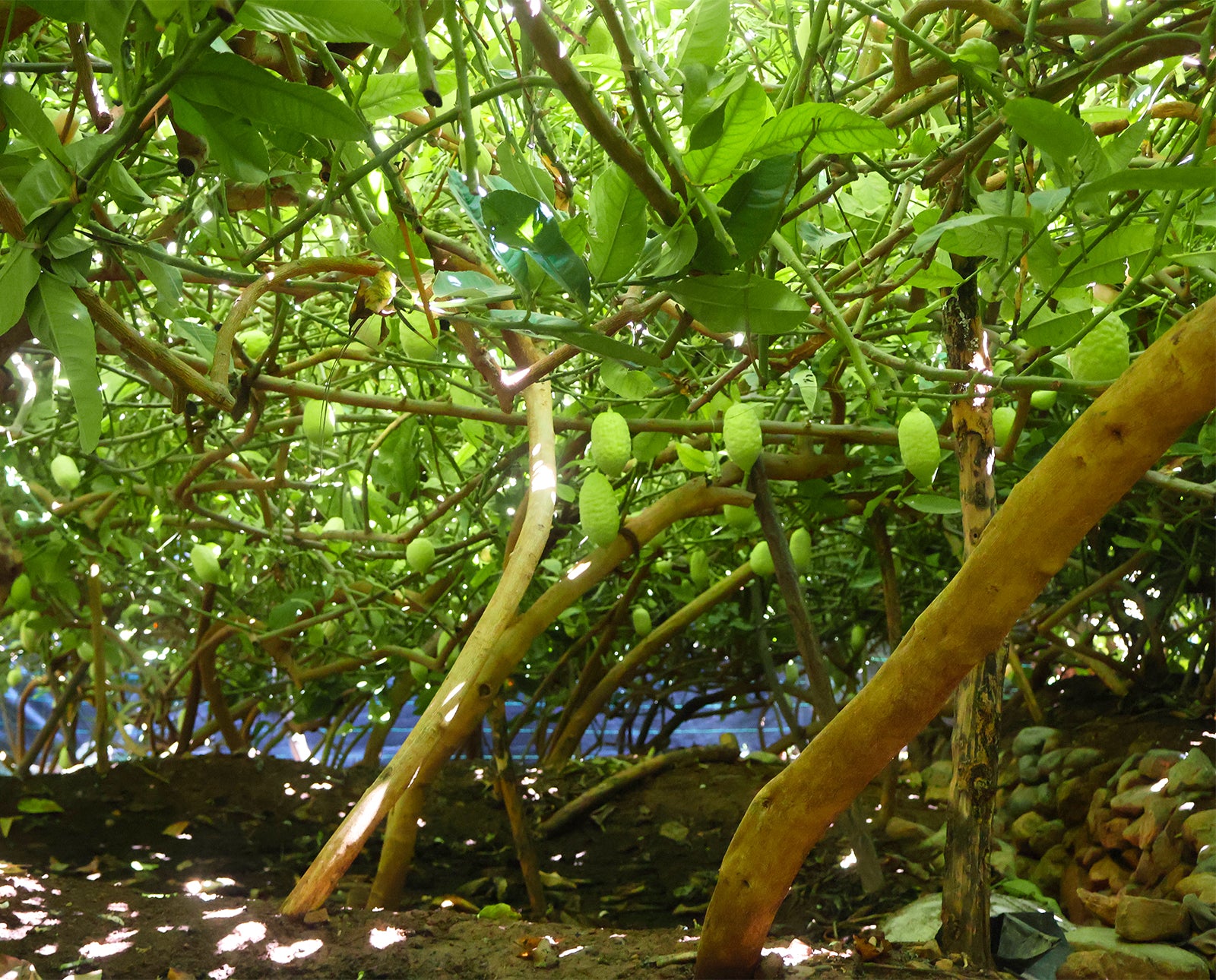 A grower selecting an etrog in the Moroccan orchard