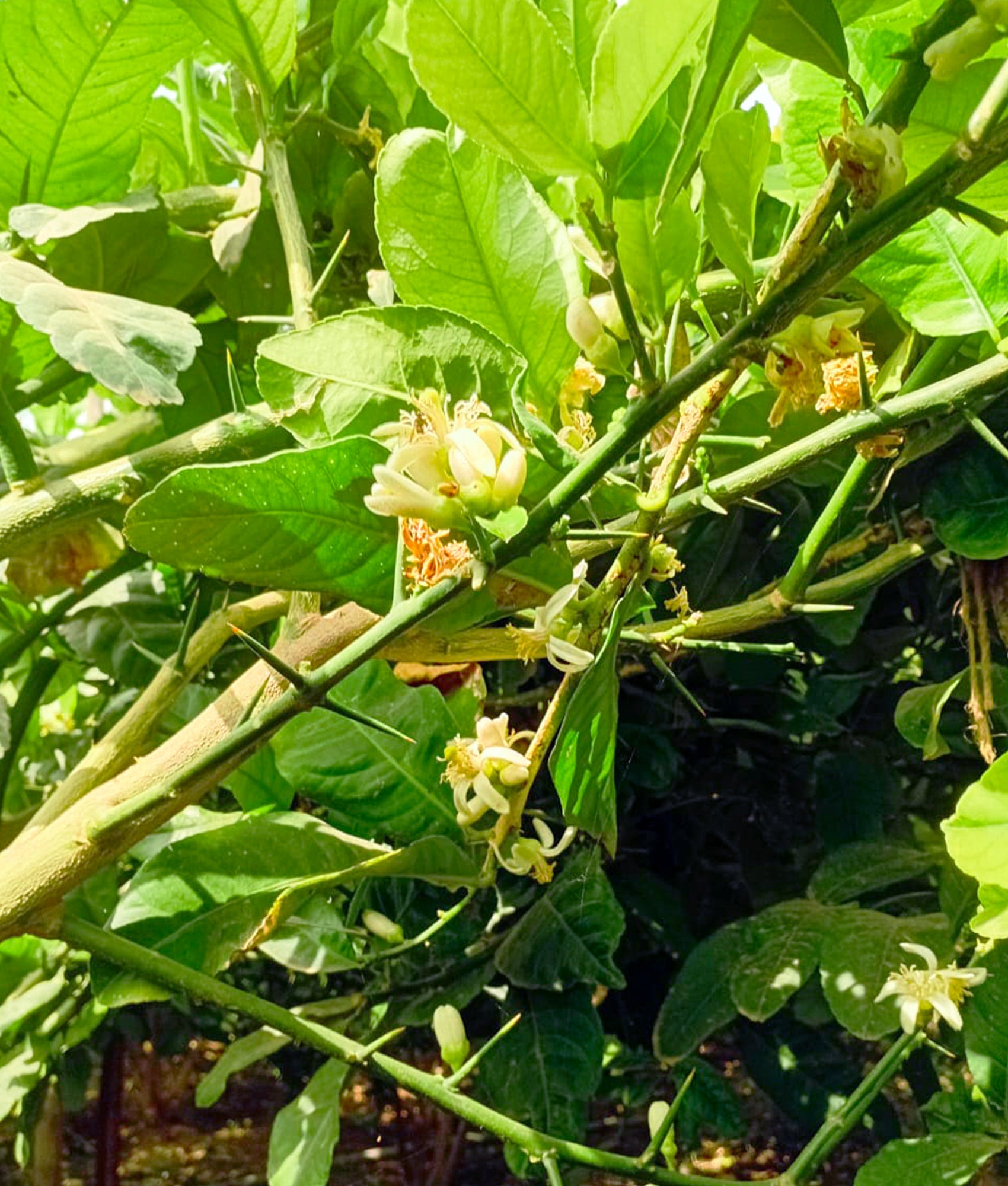 Etrog in the orchard